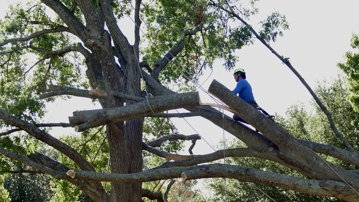 Professional Hazardous Tree Removal performed by certified arborists in Marengo